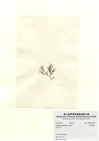 藏品(傘房龍鬚菜)的圖片